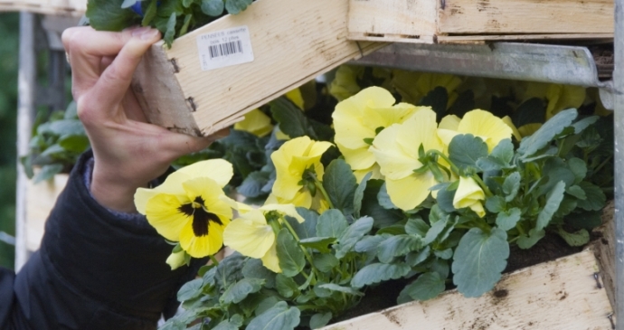 Plantes fleuries : nos astuces pour faire le bon choix en février