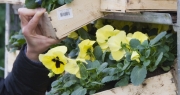 Plantes fleuries : nos astuces pour faire le bon choix en février