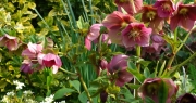 Les hellébores : un ravissement pour le jardin en hiver